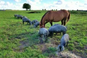 Large Black Pig Breeders United
