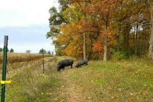 Large Black Pig Breeders United