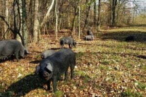 Large Black Pig Breeders United